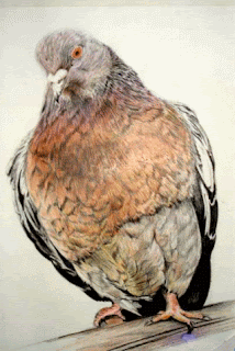 gambar-8-burung-merpati252c-teknik-kering-pensil-warna-8815184