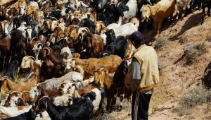 Lowongan Kerja Spesialis Dana